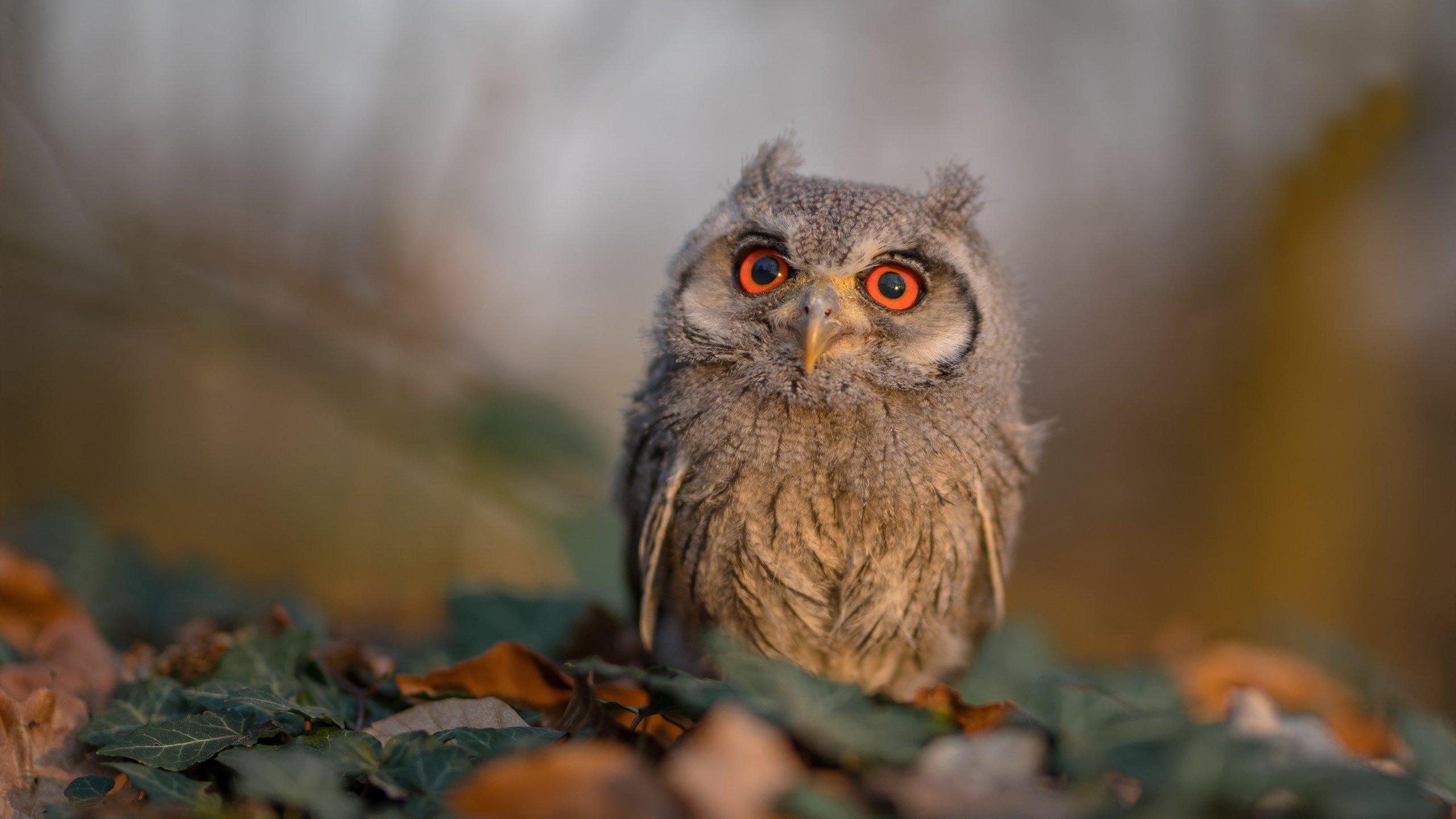 夜幕下的王者，阿坎吉无可争议的统治，F1街道赛迎来新传奇