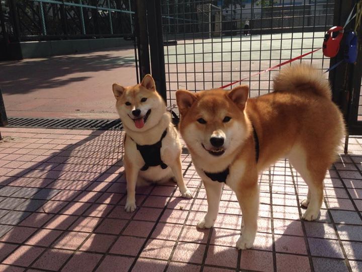 跨界风暴，曼联决胜葡萄牙之夜，卢卡库F1揭幕战上演速度与激情