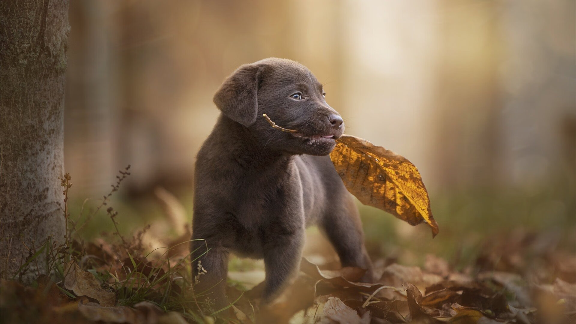 雷霆队正面击溃广厦队，詹姆斯稳定输出不掉线主宰比赛