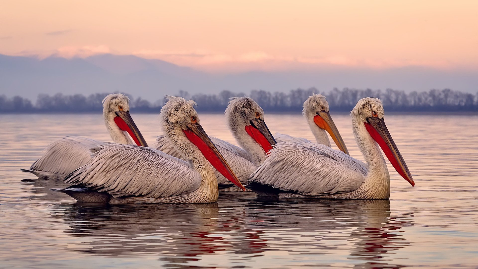 世俱杯直播-戈麦斯统治全场，委内瑞拉淘汰赛过关苏格兰晋级