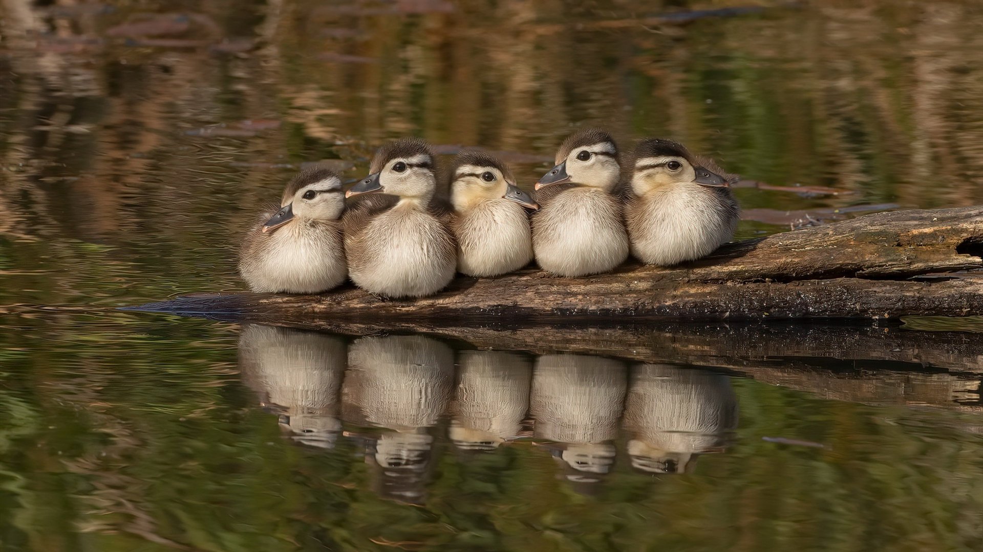 世俱杯参赛资格-戈贝尔统治内线惊艳四座，篮网狂胜热火提前终结悬念