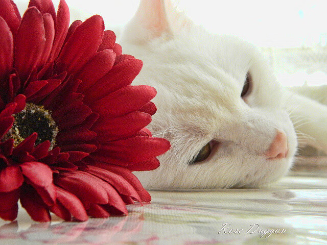 猛龙速胜灰熊，切特数据全面爆炸创纪录