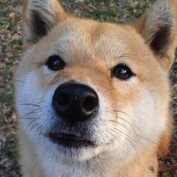 世俱杯赛程-拉梅洛，新疆高原上，一道划过钢铁防线的流星