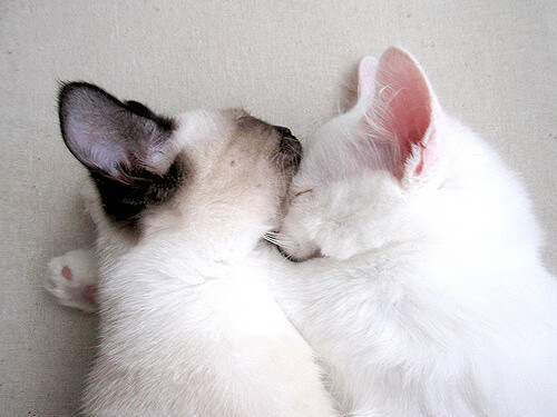 小贾伦爆发!湖人主场鏖战雄鹿,压制级表现定乾坤