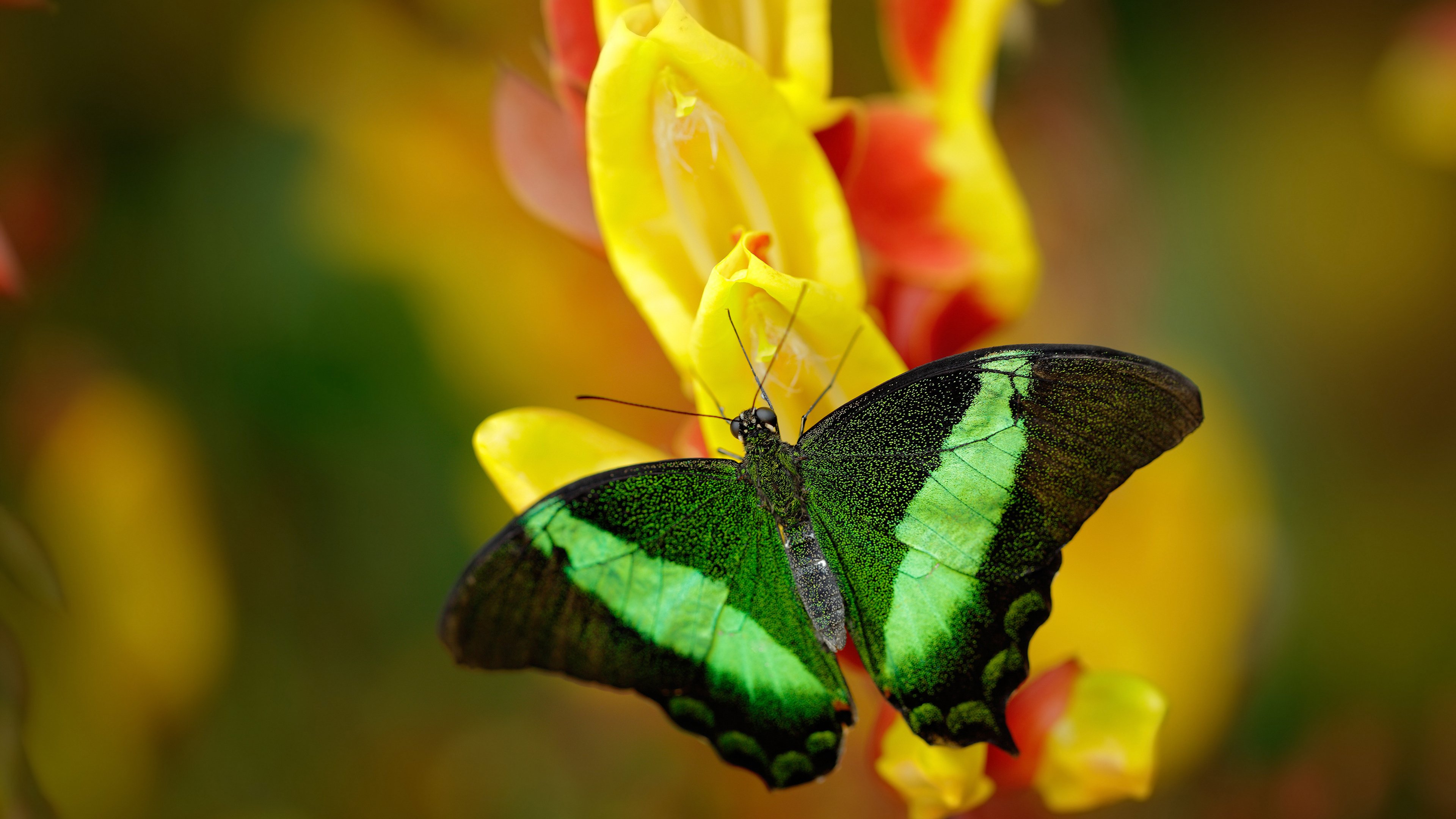 从洛杉矶到波士顿，德罗赞的双重救赎，篮球智慧的传承之战