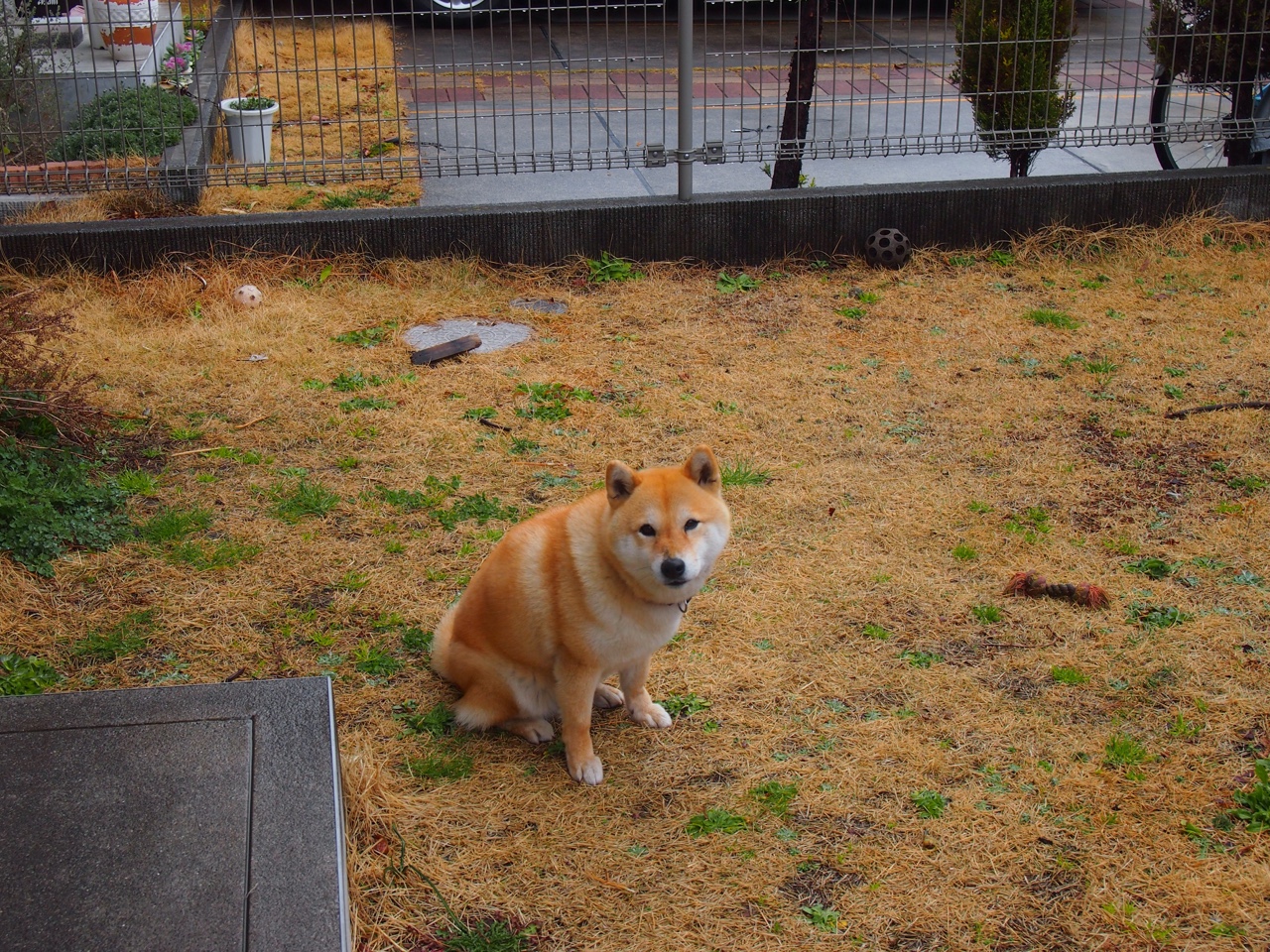 编织胜利，深圳队如何以移动篮网体系制霸东决关键战