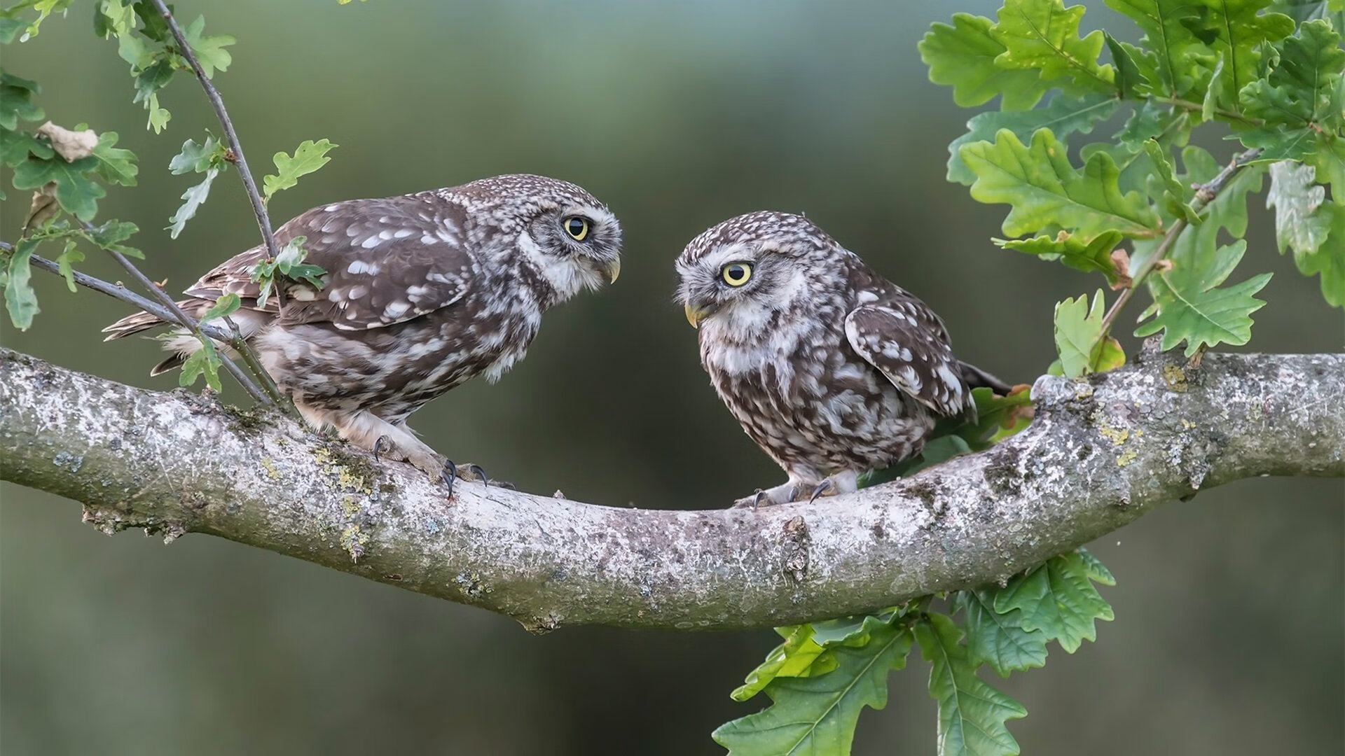 意甲焦点战之夜，恩比德在篮球殿堂证明自我的跨界启示