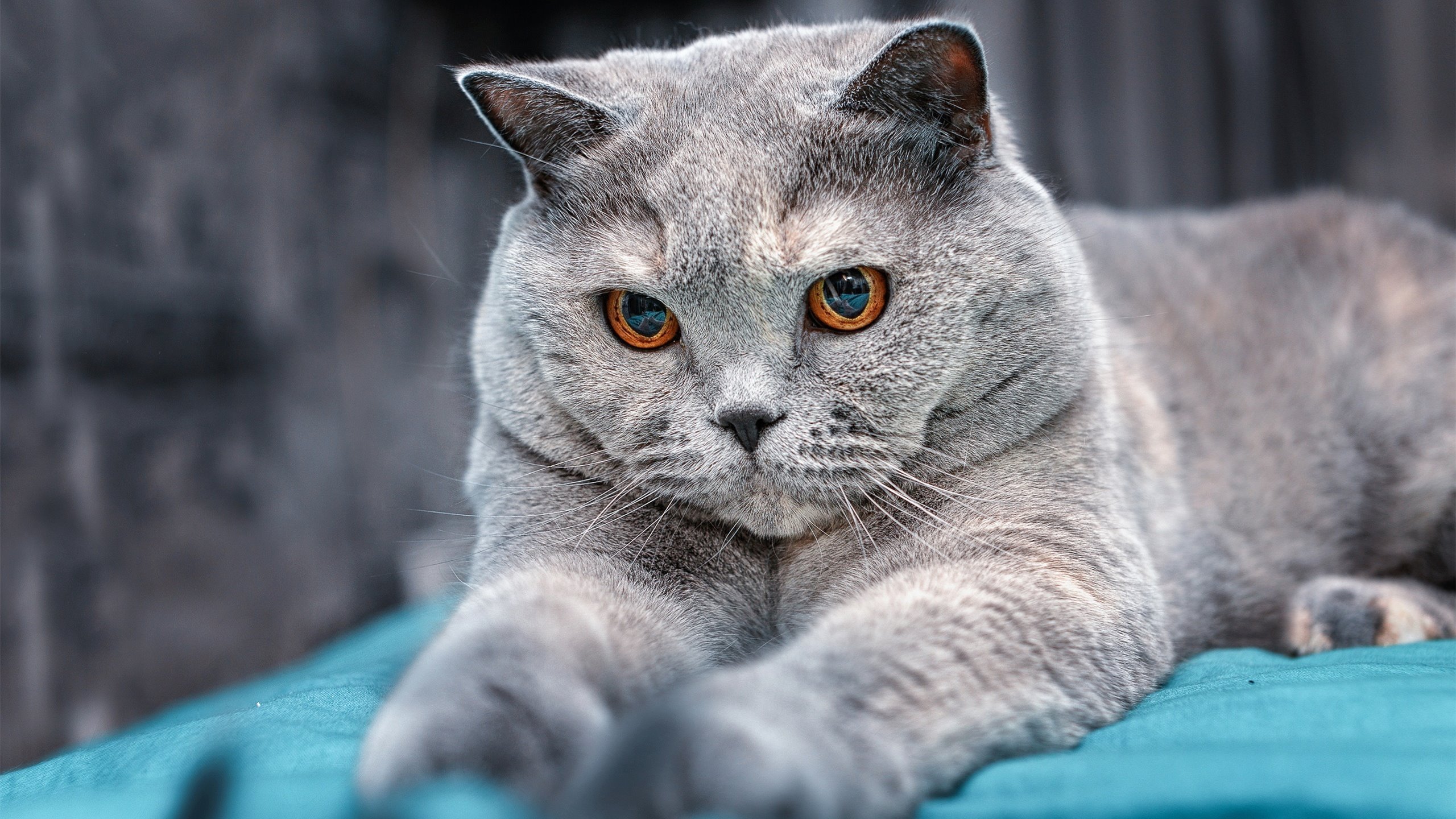 跨洋救赎战，锡安用毁灭性重扣完成凤凰涅槃