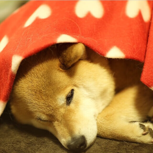 世俱杯-孤胆英雄！武切维奇扛起浙江队，独木成林的篮球奇迹