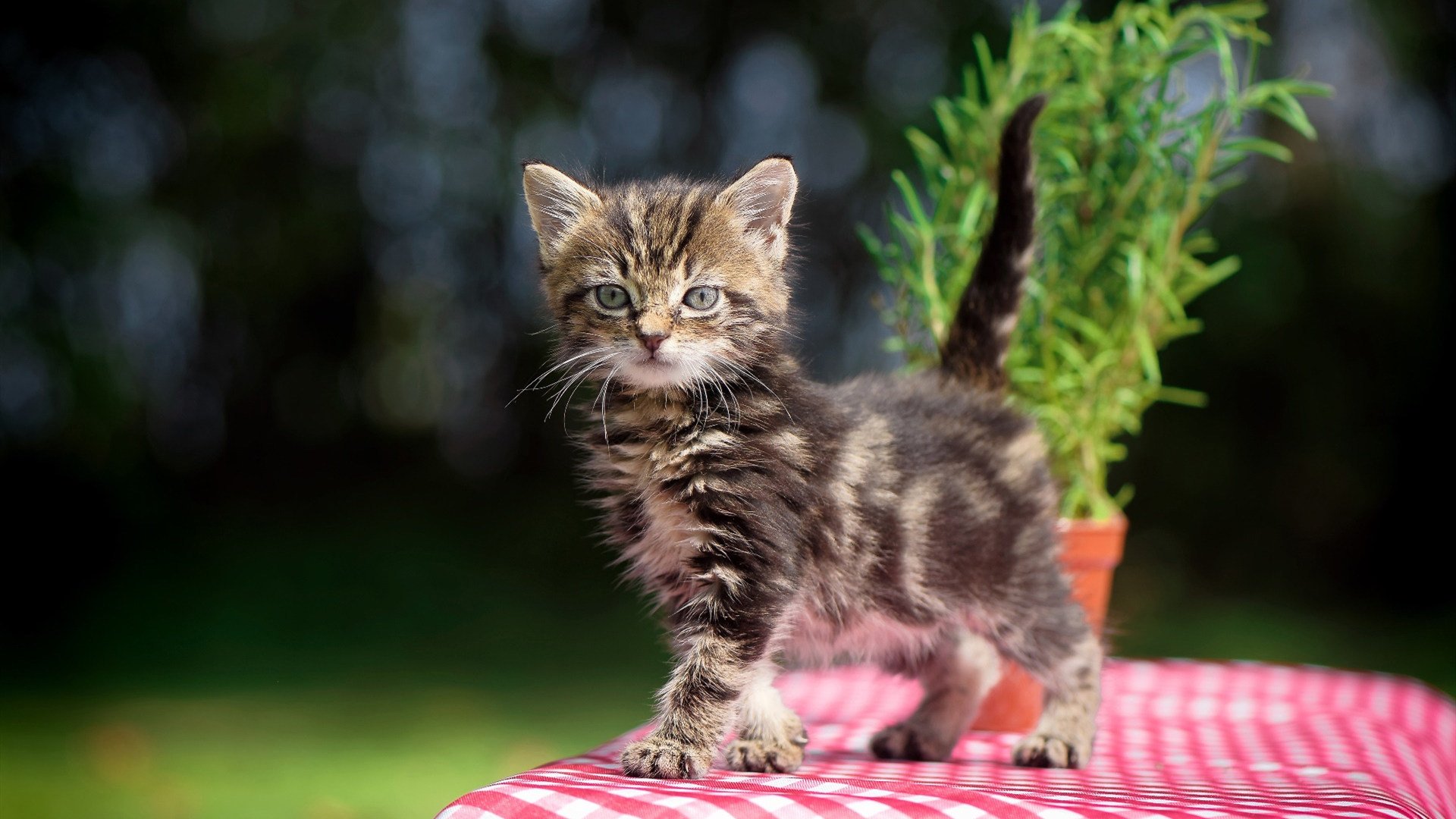 世俱杯-斗牛士的红布与探戈舞步,一场属于加维的身份错位之战