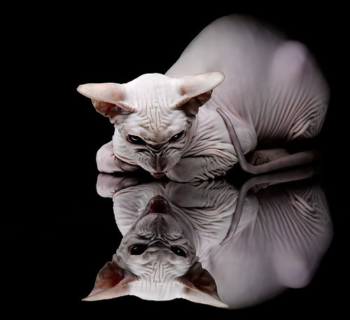 天使之翼斩断雷恩防线,迪马利亚让对手完全无解的足球美学