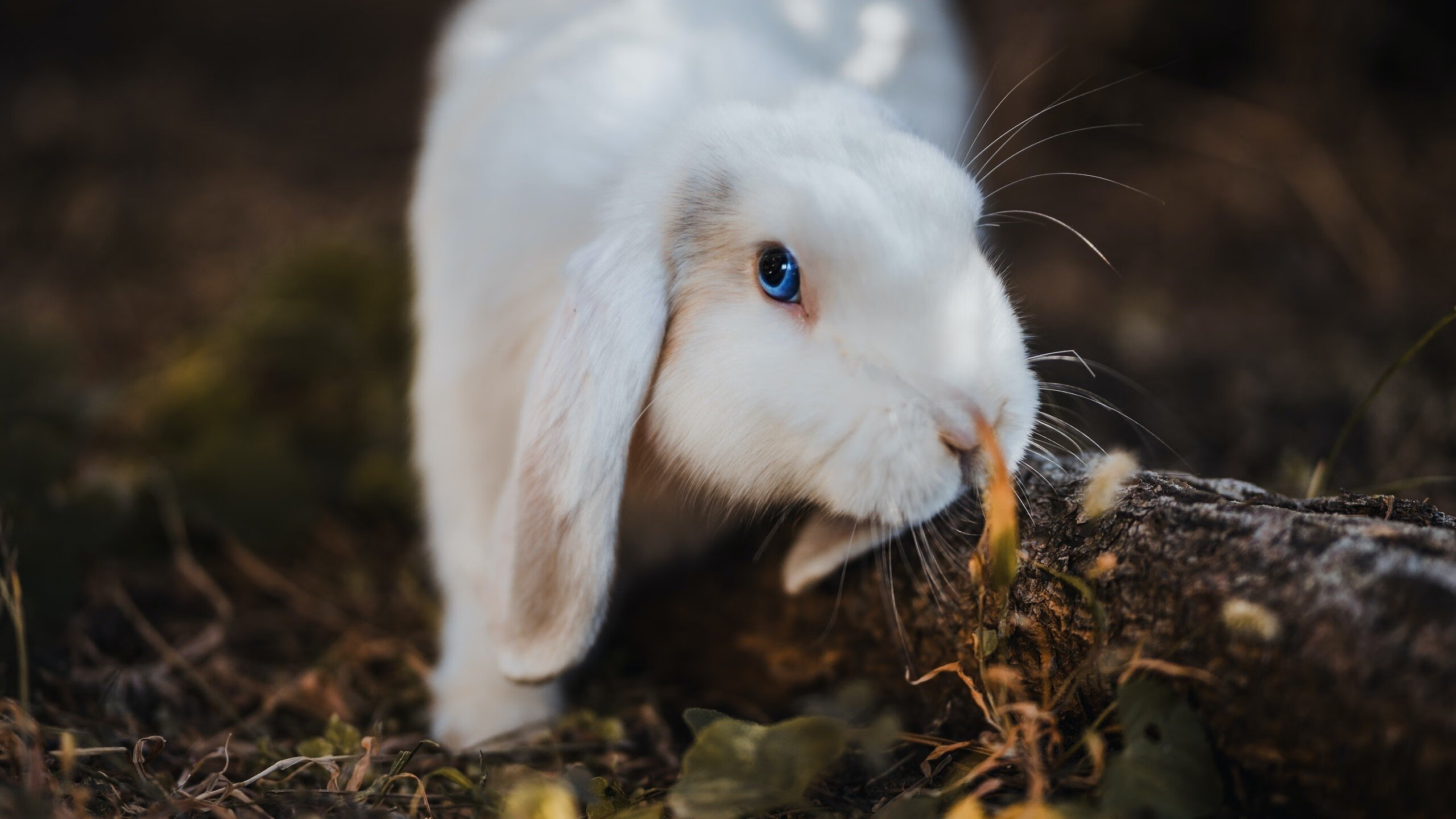 世俱杯2025-终场霓虹下的星辰与巨龙，东契奇导演，北京队压哨惊魂夜