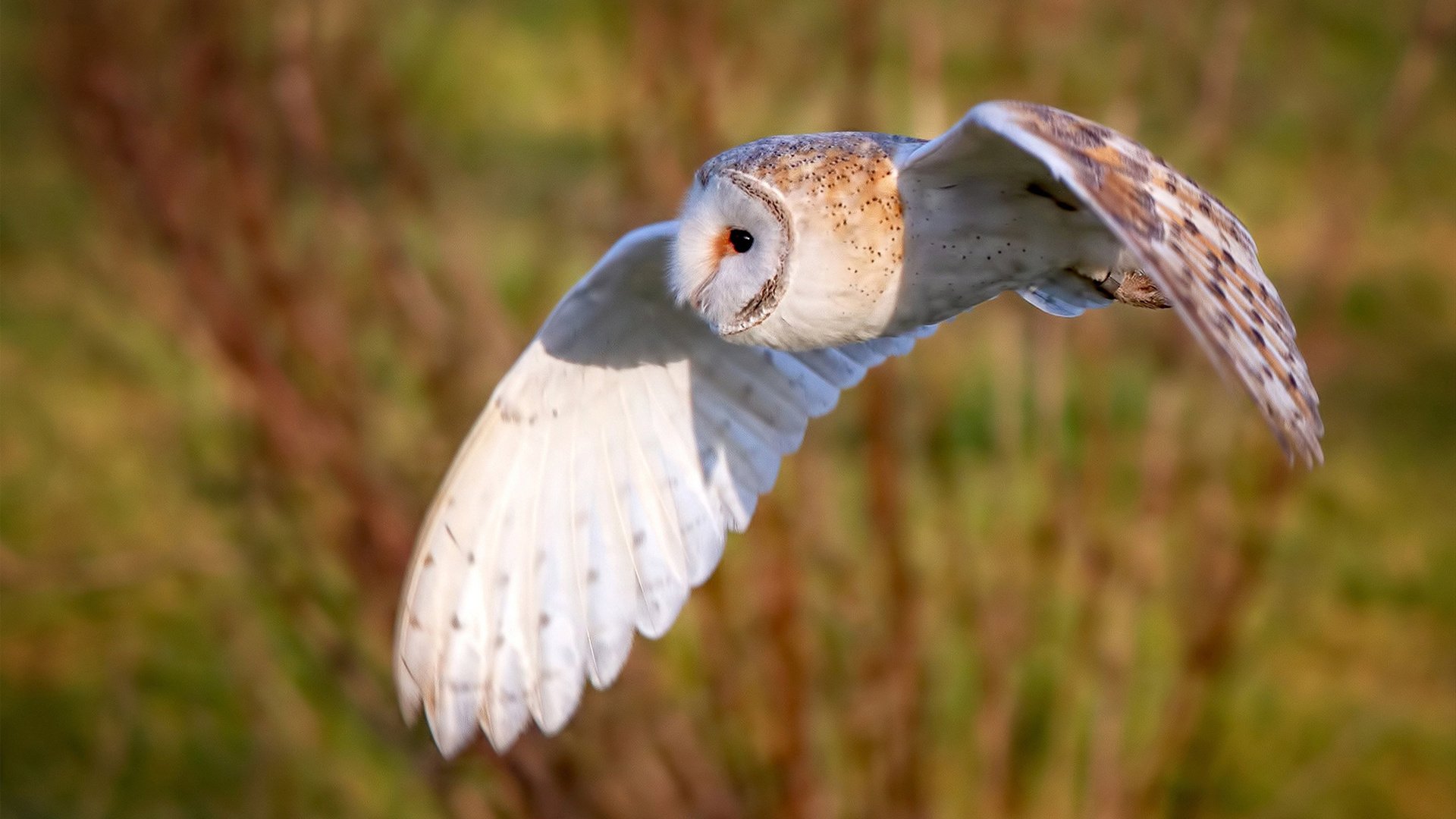 若日尼奥惊艳四座，比利亚雷亚尔鏖战拜仁慕尼黑