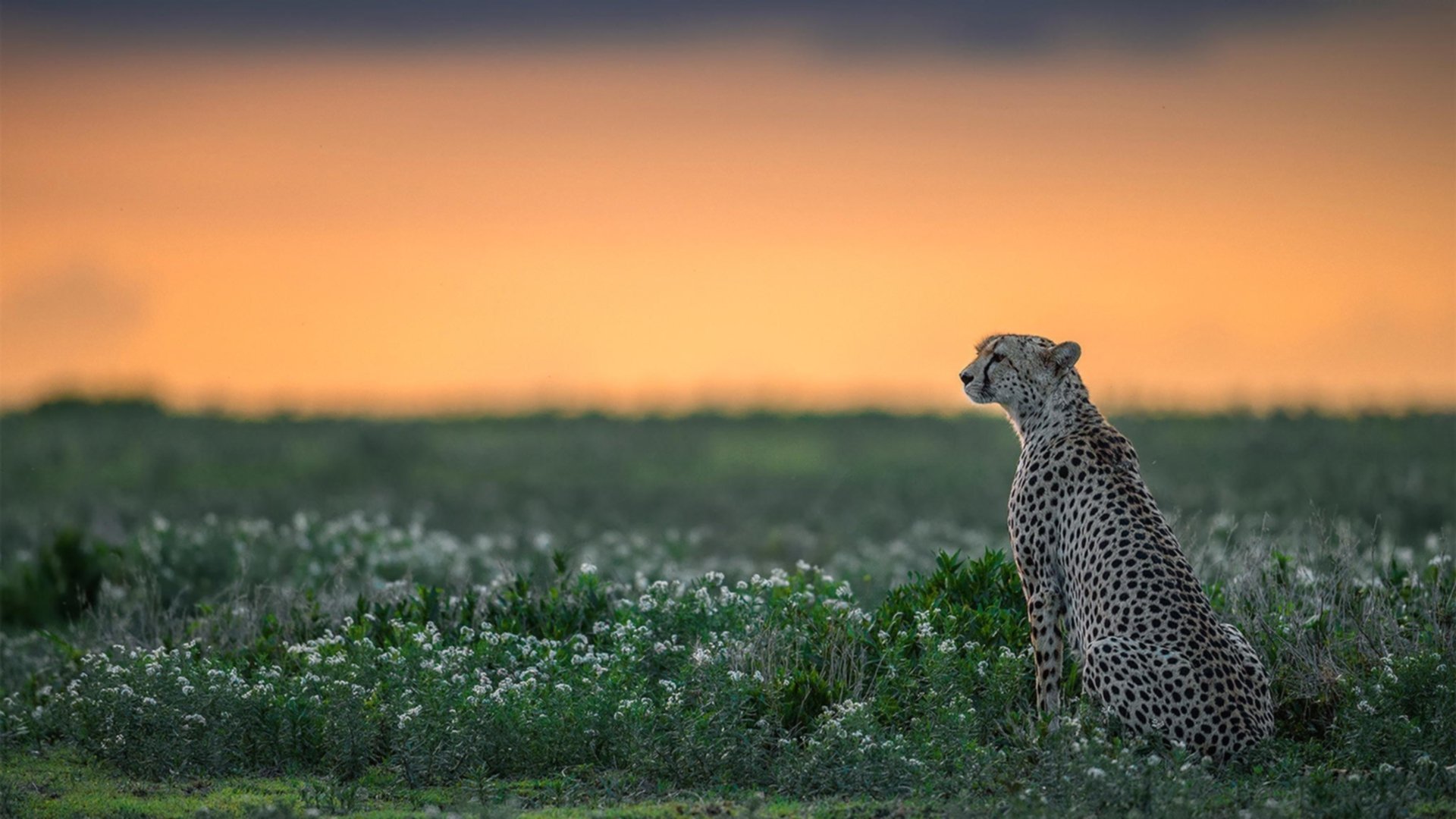 世俱杯决赛-绝杀时刻，拉文压哨三分助公牛险胜篮网，化身关键先生