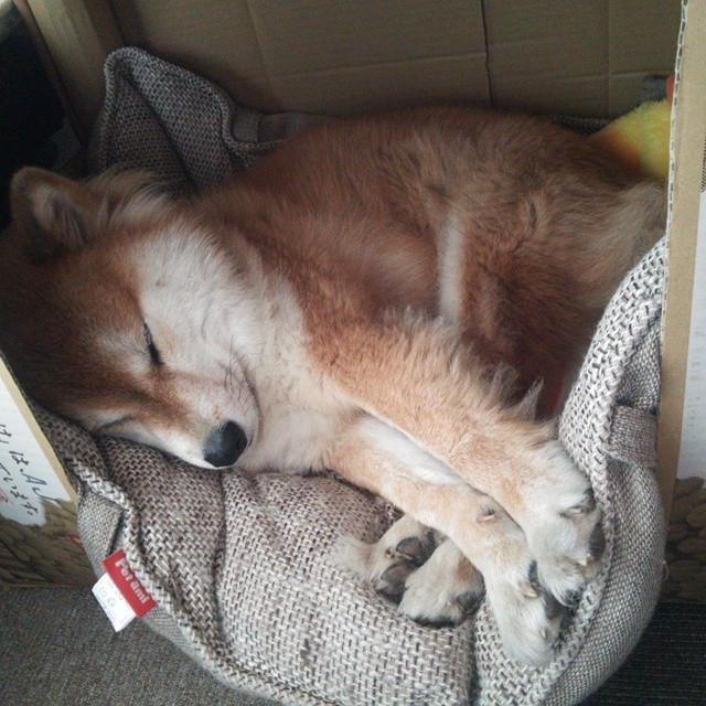 定海神针！巴萨稳稳拿下伊拉克，德里赫特一手掌控比赛走势