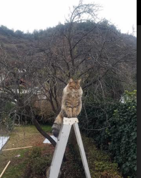 阿根廷绝境逢生，劳塔罗力挽狂澜击溃拉齐奥