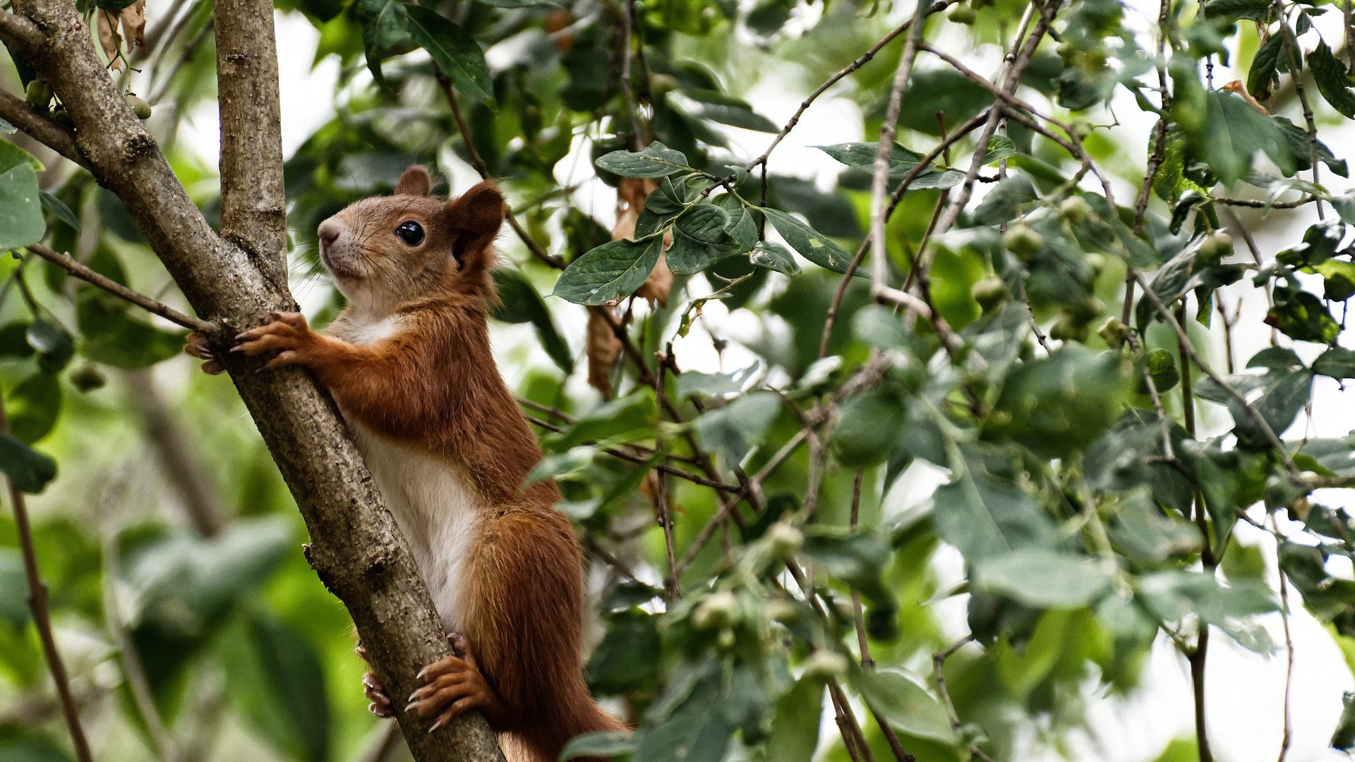 世俱杯参赛资格-封喉一击！西域铁骑带走江南飞剑—记新疆广厦年度焦点之战