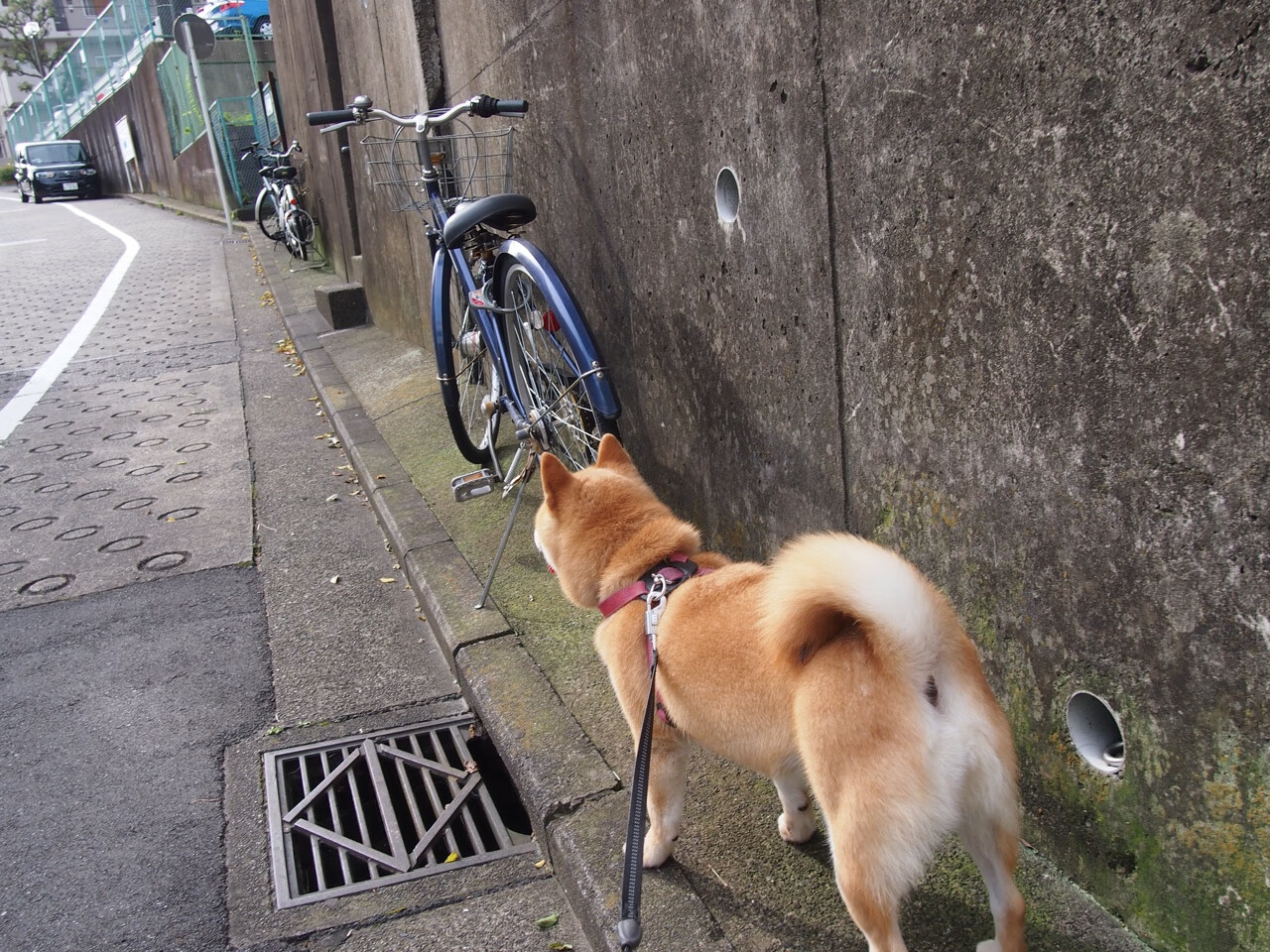 北京队关键战力克活塞,哈登神勇表现提前终结悬念