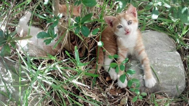 世俱杯参赛资格-铁血之魂撕裂桑巴余烬，特奥爆发，乌拉圭关键战突围记