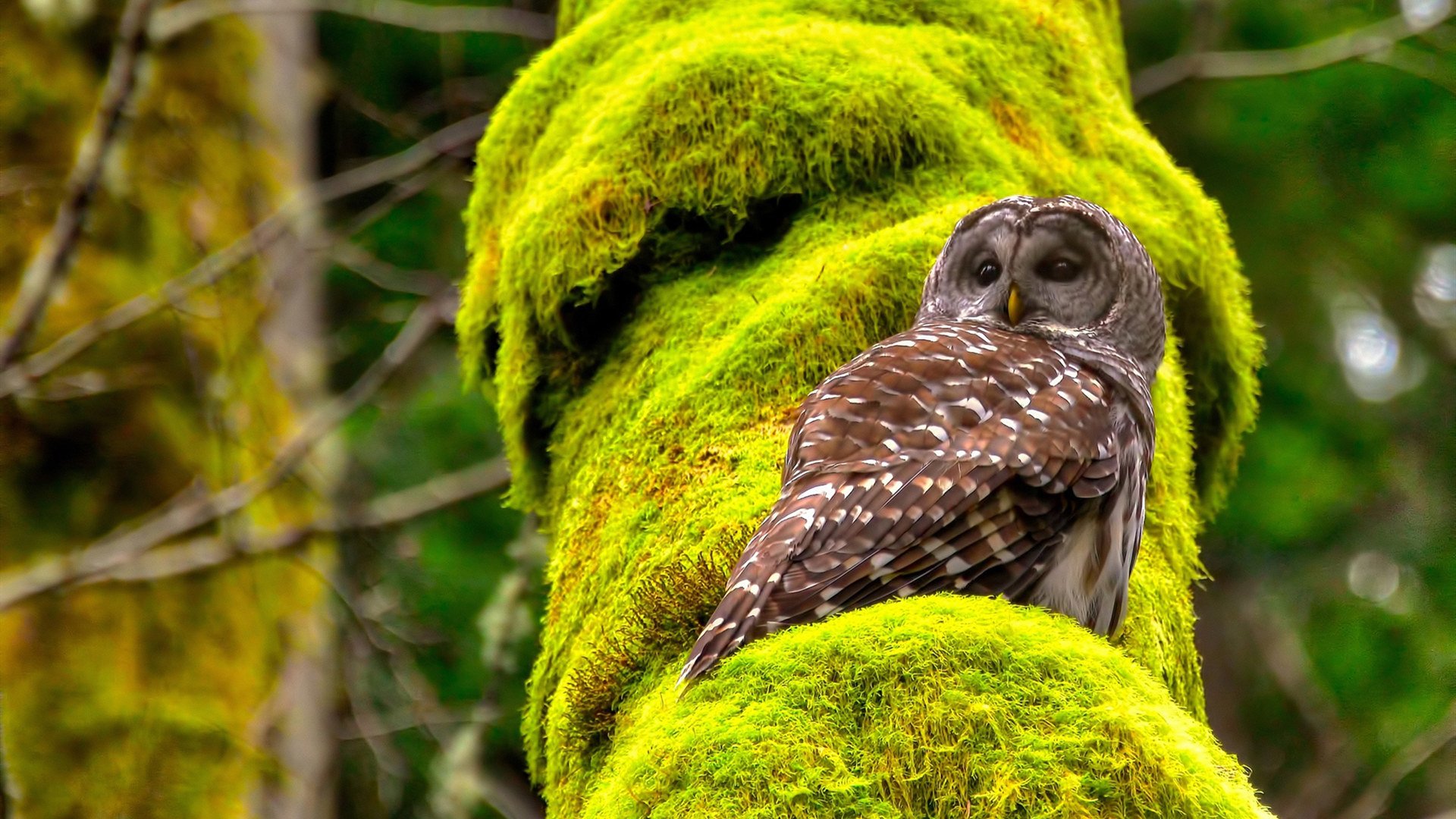 奥斯梅恩的爆发，为何让桑巴军团感到刺骨的疼痛？