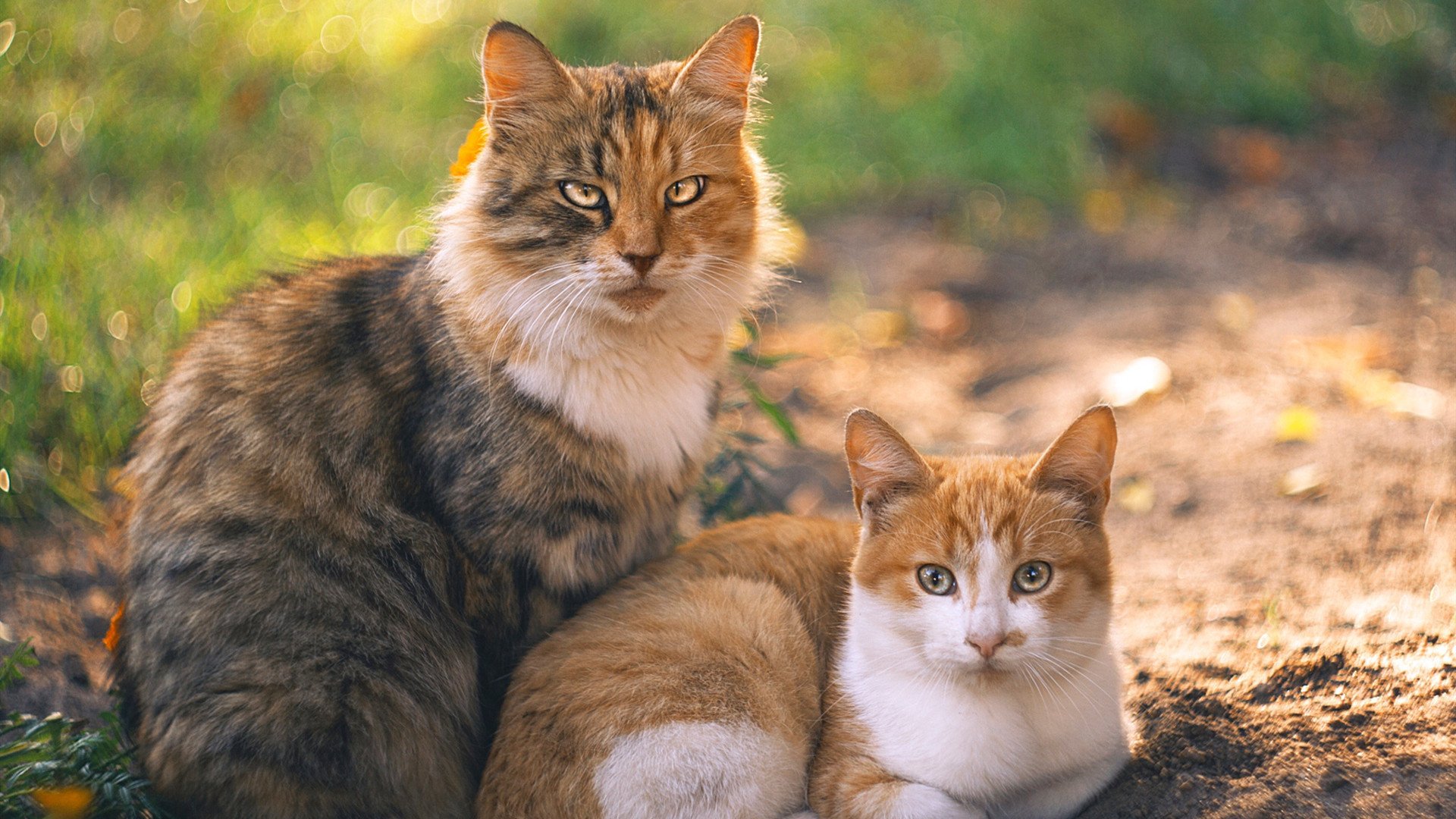 世俱杯分组-黑马神话再续！摩洛哥全面压制伊拉克，引爆美加墨世界杯首个西亚足球格局地震