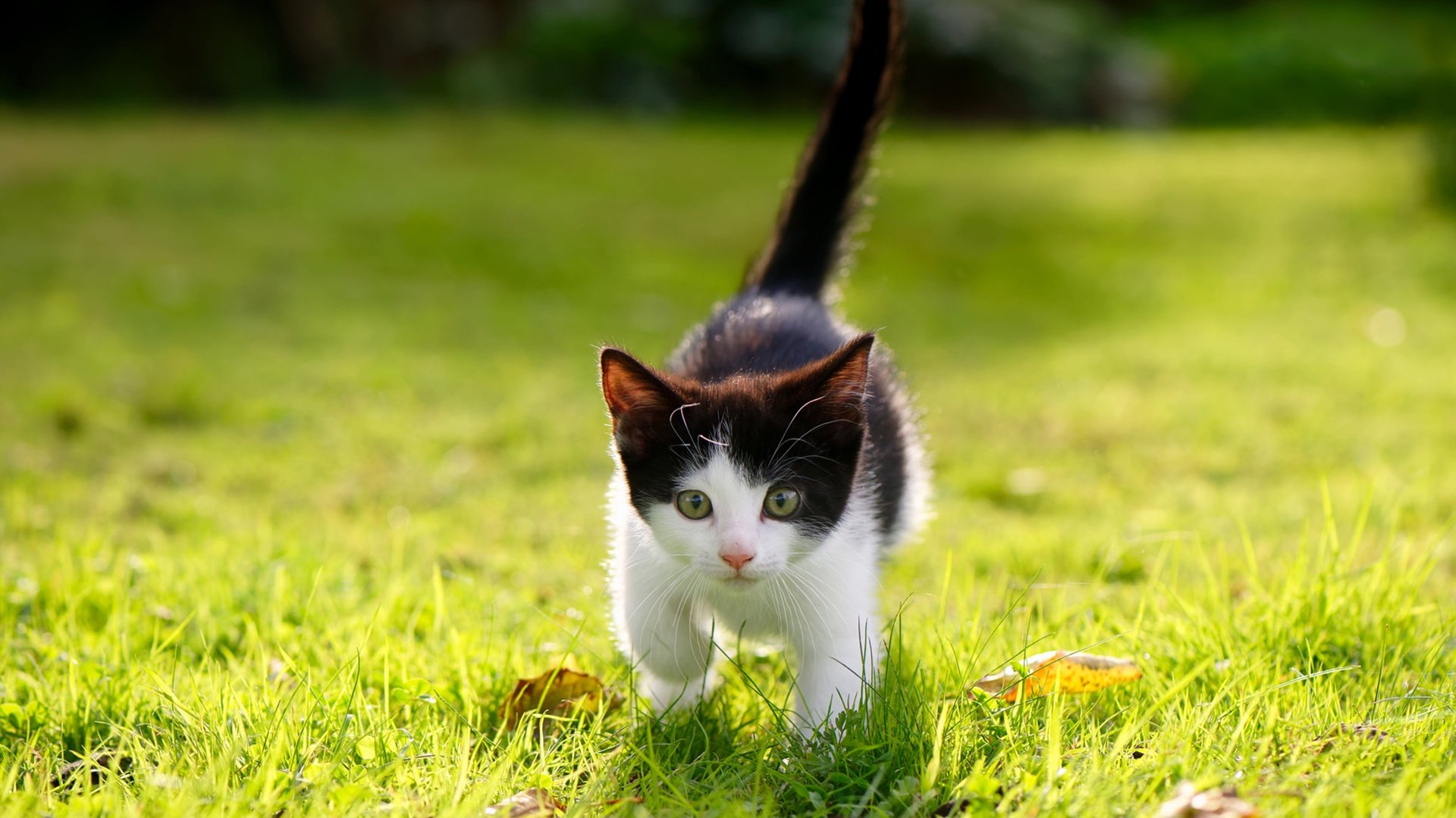 从沉默到咆哮，小贾伦如何在季后赛的炼狱中完成终极觉醒