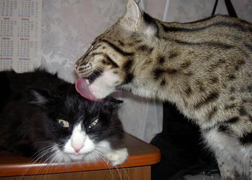 独行侠迷失凤凰城，福克斯夺走掌控权