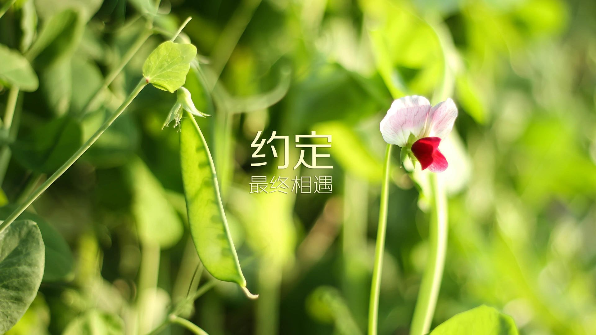 法兰西铁蹄踏破南美坚盾,维尼修斯致命一击决胜乌拉圭
